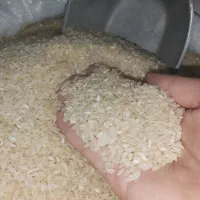 برنج کامفیروزی اصل به شرط پخت درجه1 محصول امسال