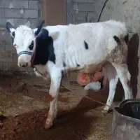 گوساله نر|حیوانات مزرعه|قلعه شاهین, |دیوار