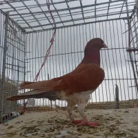 کبوتر|پرنده|جغتای, |دیوار