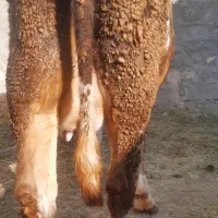 گاو شیری دو دندان|حیوانات مزرعه|هشترود, |دیوار