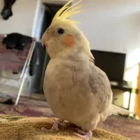 عروس هلندی گمشده