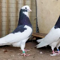 جفت ابلغ دولابی