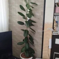 فروش گیاهان اپارتمانی