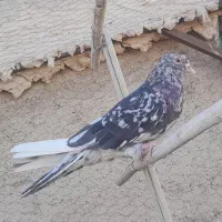 فروش کبوتر سرور|پرنده|خرمدره, |دیوار