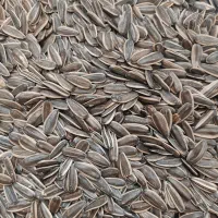 تخم آفتابگردان s400