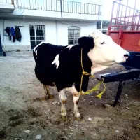 سیمیتال شیری|حیوانات مزرعه|سراجو, |دیوار