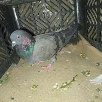 فروش  کاشانی ماده
