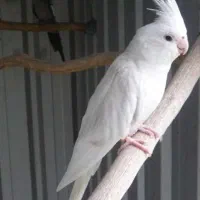 عروس هلندی میخام