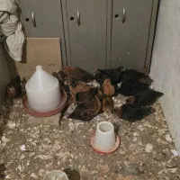 فروش جوجه محلی یک ماه