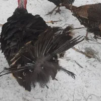 بوقلمون محلی|حیوانات مزرعه|اهر, |دیوار