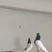 کبوتر بلندپرواز۱۴ساعت ضمانتی|پرنده|رشت, دباغیان|دیوار