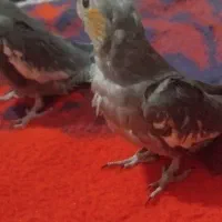 عروس هلندی  ۲ماهه دون خور دست آموز|پرنده|نقده, |دیوار