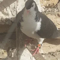 ساده سیاه چادری واکسی کلاغ دم پر خال سیاه