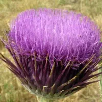 گل گوهری تازه و پر خاصیت