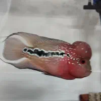 ماهی فلاور کامفا