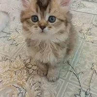 گربه بریتیش شورت‌هیر گلدبلک بسیار خاص