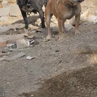 پیت بول ماده|سگ|گنبد کاووس, |دیوار