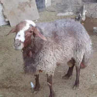 قوچ هترو بامدرک معتبر ازمایشگاهی