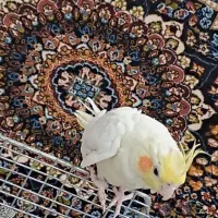 عروس هلندی|پرنده|قم, زاویه|دیوار