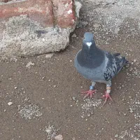 یک نر|پرنده|اردبیل, |دیوار