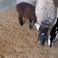 میش شال افشار