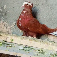 کبوتر