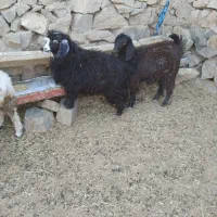 دو تا بزغاله ماده|حیوانات مزرعه|قهستان, |دیوار