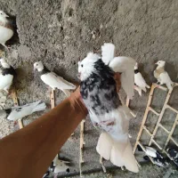 تعدادی قفس سهره وجوجه پرون و مولد|لوازم جانبی حیوانات|یزد, |دیوار