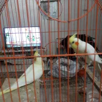 یک جفت طوطی عروس لوتینو مولد|پرنده|کرج, شهرک خاتم النبیا|دیوار