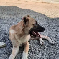 سگ سرابی جفت نر