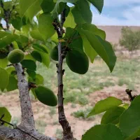 زنگلاچو درجه یک