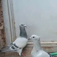 کبوتر سبز کلایی