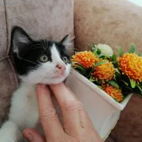 واگذاری رایگان بچه گربه های شیطون، ملوس|گربه|شیراز, رکنآباد|دیوار