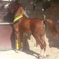 اسب نریان سه سال دوسر شجره