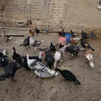 بقلمون نر و ماده خانگی