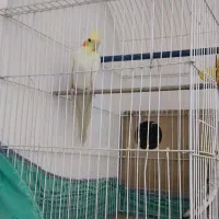 عروس|پرنده|اردکان, |دیوار