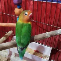 طوطی برزیلی ماده