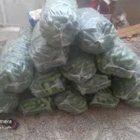 خیار|خوردنی و آشامیدنی|کهریزک, |دیوار