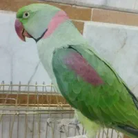 طوطی‌سخنگو