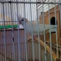 عروس مولد|پرنده|گنبد کاووس, |دیوار