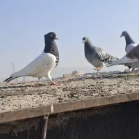 کبوتر|پرنده|مشهد, خلق آباد سفلی|دیوار