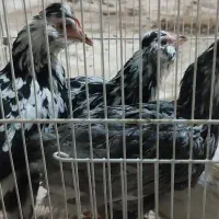 مرغ خروس لاری و گلین ریشو توسی خال سوزنی|حیوانات مزرعه|قم, نوبهار|دیوار
