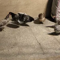 تخم نطفه دار|حیوانات مزرعه|ری, دولت‌آباد|دیوار