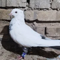 کفتر دم قهوه ایی