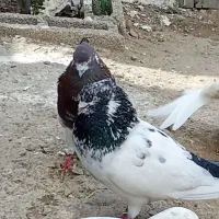 کفتربه شرط هر دو نر