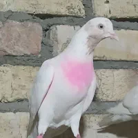 کفتر ماده ماهرو  ۲عدد    نرماهروکاکلی