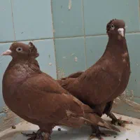 کفتر رواعب اصل کربلایی