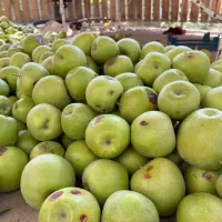 سیب ارگانیک با قیمت مناسب