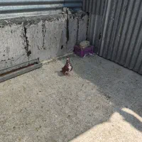 کبوتر خوشرنگ سرخ البته رنگ خون|پرنده|شیراز, درکی|دیوار
