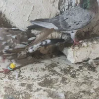 کبوتر سرور پلاکی ماده